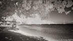 Tropical Beach, Tahiti  #YNS-101.  Infrared Photograph,  Stretched and Gallery Wrapped, Limited Edition Archival Print on Canvas:  72 x 40 inches, $1620.  Custom Proportions and Sizes are Available.  For more information or to order please visit our ABOUT page or call us at 561-691-1110.