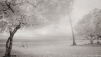 Tropical Beach, Tahiti  #YNS-108.  Infrared Photograph,  Stretched and Gallery Wrapped, Limited Edition Archival Print on Canvas:  72 x 40 inches, $1620.  Custom Proportions and Sizes are Available.  For more information or to order please visit our ABOUT page or call us at 561-691-1110.