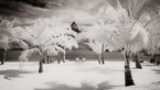 Tropical Beach, Bora Bora #YNS-119.  Infrared Photograph,  Stretched and Gallery Wrapped, Limited Edition Archival Print on Canvas:  72 x 40 inches, $1620.  Custom Proportions and Sizes are Available.  For more information or to order please visit our ABOUT page or call us at 561-691-1110.