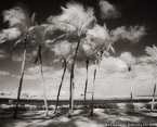 Tropical Beach, Jupiter  #YNS-231.  Infrared Photograph,  Stretched and Gallery Wrapped, Limited Edition Archival Print on Canvas:  48 x 40 inches, $1560.  Custom Proportions and Sizes are Available.  For more information or to order please visit our ABOUT page or call us at 561-691-1110.