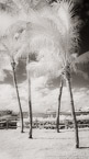 Tropical Beach, Jupiter  #YNS-234.  Infrared Photograph,  Stretched and Gallery Wrapped, Limited Edition Archival Print on Canvas:  40 x 72 inches, $1620.  Custom Proportions and Sizes are Available.  For more information or to order please visit our ABOUT page or call us at 561-691-1110.