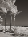 Tropical Beach, Jupiter  #YNS-253.  Infrared Photograph,  Stretched and Gallery Wrapped, Limited Edition Archival Print on Canvas:  40 x 56 inches, $1590.  Custom Proportions and Sizes are Available.  For more information or to order please visit our ABOUT page or call us at 561-691-1110.
