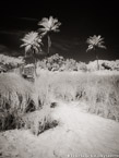 Tropical Beach, Florida Keys #YNS-297.  Infrared Photograph,  Stretched and Gallery Wrapped, Limited Edition Archival Print on Canvas:  40 x 56 inches, $1590.  Custom Proportions and Sizes are Available.  For more information or to order please visit our ABOUT page or call us at 561-691-1110.