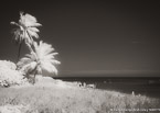 Tropical Beach, Florida Keys #YNS-299.  Infrared Photograph,  Stretched and Gallery Wrapped, Limited Edition Archival Print on Canvas:  56 x 40 inches, $1590.  Custom Proportions and Sizes are Available.  For more information or to order please visit our ABOUT page or call us at 561-691-1110.
