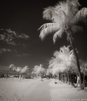 Tropical Beach, Key West #YNS-354.  Infrared Photograph,  Stretched and Gallery Wrapped, Limited Edition Archival Print on Canvas:  40 x 48 inches, $1560.  Custom Proportions and Sizes are Available.  For more information or to order please visit our ABOUT page or call us at 561-691-1110.