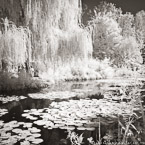 Monets Garden, Giverny France #YNG-492.  Infrared Photograph,  Stretched and Gallery Wrapped, Limited Edition Archival Print on Canvas:  40 x 40 inches, $1500.  Custom Proportions and Sizes are Available.  For more information or to order please visit our ABOUT page or call us at 561-691-1110.