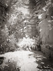Tropical Garden, Palm Beach #YNG-385.  Infrared Photograph,  Stretched and Gallery Wrapped, Limited Edition Archival Print on Canvas:  40 x 56 inches, $1590.  Custom Proportions and Sizes are Available.  For more information or to order please visit our ABOUT page or call us at 561-691-1110.