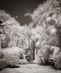 Tropical Garden, Palm Beach #YNG-389.  Infrared Photograph,  Stretched and Gallery Wrapped, Limited Edition Archival Print on Canvas:  40 x 44 inches, $1530.  Custom Proportions and Sizes are Available.  For more information or to order please visit our ABOUT page or call us at 561-691-1110.