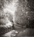 Tropical Garden, Palm Beach #YNG-392.  Infrared Photograph,  Stretched and Gallery Wrapped, Limited Edition Archival Print on Canvas:  50 x 40 inches, $1560.  Custom Proportions and Sizes are Available.  For more information or to order please visit our ABOUT page or call us at 561-691-1110.