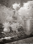 Tropical Garden, Palm Beach #YNG-393.  Infrared Photograph,  Stretched and Gallery Wrapped, Limited Edition Archival Print on Canvas:  40 x 56 inches, $1590.  Custom Proportions and Sizes are Available.  For more information or to order please visit our ABOUT page or call us at 561-691-1110.