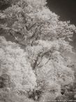 Trees , Costa Rica #YNG-400.  Infrared Photograph,  Stretched and Gallery Wrapped, Limited Edition Archival Print on Canvas:  40 x 56 inches, $1590.  Custom Proportions and Sizes are Available.  For more information or to order please visit our ABOUT page or call us at 561-691-1110.