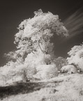 Trees , Costa Rica #YNG-401.  Infrared Photograph,  Stretched and Gallery Wrapped, Limited Edition Archival Print on Canvas:  40 x 48 inches, $1560.  Custom Proportions and Sizes are Available.  For more information or to order please visit our ABOUT page or call us at 561-691-1110.