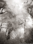 Trees , Costa Rica #YNG-403.  Infrared Photograph,  Stretched and Gallery Wrapped, Limited Edition Archival Print on Canvas:  40 x 56 inches, $1590.  Custom Proportions and Sizes are Available.  For more information or to order please visit our ABOUT page or call us at 561-691-1110.