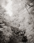 Brook , Costa Rica #YNG-405.  Infrared Photograph,  Stretched and Gallery Wrapped, Limited Edition Archival Print on Canvas:  40 x 50 inches, $1560.  Custom Proportions and Sizes are Available.  For more information or to order please visit our ABOUT page or call us at 561-691-1110.