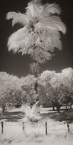 Palm , Costa Rica #YNG-407.  Infrared Photograph,  Stretched and Gallery Wrapped, Limited Edition Archival Print on Canvas:  36 x 72 inches, $1620.  Custom Proportions and Sizes are Available.  For more information or to order please visit our ABOUT page or call us at 561-691-1110.