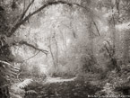 Path , Costa Rica #YNG-411.  Infrared Photograph,  Stretched and Gallery Wrapped, Limited Edition Archival Print on Canvas:  56 x 40 inches, $1590.  Custom Proportions and Sizes are Available.  For more information or to order please visit our ABOUT page or call us at 561-691-1110.