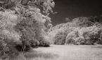 Field , Costa Rica #YNG-412.  Infrared Photograph,  Stretched and Gallery Wrapped, Limited Edition Archival Print on Canvas:  68 x 40 inches, $1620.  Custom Proportions and Sizes are Available.  For more information or to order please visit our ABOUT page or call us at 561-691-1110.