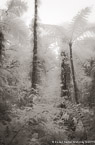 Tropical Forest, Costa Rica #YNG-413.  Infrared Photograph,  Stretched and Gallery Wrapped, Limited Edition Archival Print on Canvas:  40 x 60 inches, $1590.  Custom Proportions and Sizes are Available.  For more information or to order please visit our ABOUT page or call us at 561-691-1110.