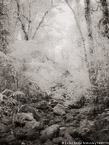 Tropical Forest, Costa Rica #YNG-414.  Infrared Photograph,  Stretched and Gallery Wrapped, Limited Edition Archival Print on Canvas:  40 x 56 inches, $1590.  Custom Proportions and Sizes are Available.  For more information or to order please visit our ABOUT page or call us at 561-691-1110.