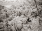 Tropical Forest, Costa Rica #YNG-419.  Infrared Photograph,  Stretched and Gallery Wrapped, Limited Edition Archival Print on Canvas:  56 x 40 inches, $1590.  Custom Proportions and Sizes are Available.  For more information or to order please visit our ABOUT page or call us at 561-691-1110.