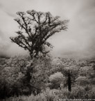 Tropical Tree, Costa Rica #YNG-424.  Infrared Photograph,  Stretched and Gallery Wrapped, Limited Edition Archival Print on Canvas:  40 x 44 inches, $1530.  Custom Proportions and Sizes are Available.  For more information or to order please visit our ABOUT page or call us at 561-691-1110.