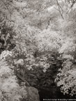 Tropical Stream, Costa Rica #YNG-427.  Infrared Photograph,  Stretched and Gallery Wrapped, Limited Edition Archival Print on Canvas:  40 x 56 inches, $1590.  Custom Proportions and Sizes are Available.  For more information or to order please visit our ABOUT page or call us at 561-691-1110.