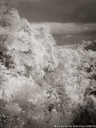 Tropical Forest, Costa Rica #YNG-448.  Infrared Photograph,  Stretched and Gallery Wrapped, Limited Edition Archival Print on Canvas:  40 x 56 inches, $1590.  Custom Proportions and Sizes are Available.  For more information or to order please visit our ABOUT page or call us at 561-691-1110.