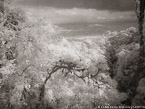Tropical Forest, Costa Rica #YNG-449.  Infrared Photograph,  Stretched and Gallery Wrapped, Limited Edition Archival Print on Canvas:  56 x 40 inches, $1590.  Custom Proportions and Sizes are Available.  For more information or to order please visit our ABOUT page or call us at 561-691-1110.