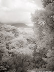 Tropical Forest, Costa Rica #YNG-452.  Infrared Photograph,  Stretched and Gallery Wrapped, Limited Edition Archival Print on Canvas:  40 x 56 inches, $1590.  Custom Proportions and Sizes are Available.  For more information or to order please visit our ABOUT page or call us at 561-691-1110.