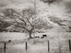 Field , Costa Rica #YNG-454.  Infrared Photograph,  Stretched and Gallery Wrapped, Limited Edition Archival Print on Canvas:  56 x 40 inches, $1590.  Custom Proportions and Sizes are Available.  For more information or to order please visit our ABOUT page or call us at 561-691-1110.