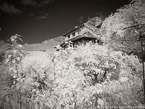 Monets Garden, Giverny France #YNG-458.  Infrared Photograph,  Stretched and Gallery Wrapped, Limited Edition Archival Print on Canvas:  56 x 40 inches, $1590.  Custom Proportions and Sizes are Available.  For more information or to order please visit our ABOUT page or call us at 561-691-1110.