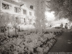 Monets Garden, Giverny France #YNG-465.  Infrared Photograph,  Stretched and Gallery Wrapped, Limited Edition Archival Print on Canvas:  56 x 40 inches, $1590.  Custom Proportions and Sizes are Available.  For more information or to order please visit our ABOUT page or call us at 561-691-1110.