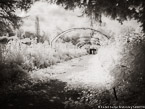 Monets Garden, Giverny France #YNG-466.  Infrared Photograph,  Stretched and Gallery Wrapped, Limited Edition Archival Print on Canvas:  56 x 40 inches, $1590.  Custom Proportions and Sizes are Available.  For more information or to order please visit our ABOUT page or call us at 561-691-1110.