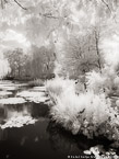 Monets Garden, Giverny France #YNG-481.  Infrared Photograph,  Stretched and Gallery Wrapped, Limited Edition Archival Print on Canvas:  40 x 40 inches, $1500.  Custom Proportions and Sizes are Available.  For more information or to order please visit our ABOUT page or call us at 561-691-1110.