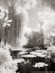 Monets Garden, Giverny France #YNG-485.  Infrared Photograph,  Stretched and Gallery Wrapped, Limited Edition Archival Print on Canvas:  40 x 56 inches, $1590.  Custom Proportions and Sizes are Available.  For more information or to order please visit our ABOUT page or call us at 561-691-1110.