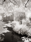 Monets Garden, Giverny France #YNG-487.  Infrared Photograph,  Stretched and Gallery Wrapped, Limited Edition Archival Print on Canvas:  40 x 56 inches, $1590.  Custom Proportions and Sizes are Available.  For more information or to order please visit our ABOUT page or call us at 561-691-1110.