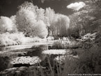 Monets Garden, Giverny France #YNG-497.  Infrared Photograph,  Stretched and Gallery Wrapped, Limited Edition Archival Print on Canvas:  56 x 40 inches, $1590.  Custom Proportions and Sizes are Available.  For more information or to order please visit our ABOUT page or call us at 561-691-1110.