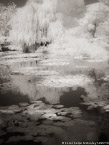 Monets Garden, Giverny France #YNG-519.  Infrared Photograph,  Stretched and Gallery Wrapped, Limited Edition Archival Print on Canvas:  40 x 56 inches, $1590.  Custom Proportions and Sizes are Available.  For more information or to order please visit our ABOUT page or call us at 561-691-1110.