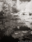 Monets Garden, Giverny France #YNG-520.  Infrared Photograph,  Stretched and Gallery Wrapped, Limited Edition Archival Print on Canvas:  40 x 56 inches, $1590.  Custom Proportions and Sizes are Available.  For more information or to order please visit our ABOUT page or call us at 561-691-1110.