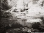 Monets Garden, Giverny France #YNG-521.  Infrared Photograph,  Stretched and Gallery Wrapped, Limited Edition Archival Print on Canvas:  56 x 40 inches, $1590.  Custom Proportions and Sizes are Available.  For more information or to order please visit our ABOUT page or call us at 561-691-1110.
