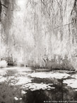 Monets Garden, Giverny France #YNG-528.  Infrared Photograph,  Stretched and Gallery Wrapped, Limited Edition Archival Print on Canvas:  40 x 56 inches, $1590.  Custom Proportions and Sizes are Available.  For more information or to order please visit our ABOUT page or call us at 561-691-1110.