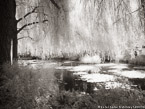 Monets Garden, Giverny France #YNG-530.  Infrared Photograph,  Stretched and Gallery Wrapped, Limited Edition Archival Print on Canvas:  56 x 40 inches, $1590.  Custom Proportions and Sizes are Available.  For more information or to order please visit our ABOUT page or call us at 561-691-1110.
