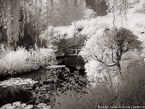 Monets Garden, Giverny France #YNG-531.  Infrared Photograph,  Stretched and Gallery Wrapped, Limited Edition Archival Print on Canvas:  56 x 40 inches, $1590.  Custom Proportions and Sizes are Available.  For more information or to order please visit our ABOUT page or call us at 561-691-1110.