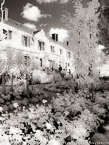 Monets Garden, Giverny France #YNG-535.  Infrared Photograph,  Stretched and Gallery Wrapped, Limited Edition Archival Print on Canvas:  40 x 56 inches, $1590.  Custom Proportions and Sizes are Available.  For more information or to order please visit our ABOUT page or call us at 561-691-1110.