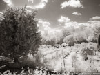 Monets Garden, Giverny France #YNG-536.  Infrared Photograph,  Stretched and Gallery Wrapped, Limited Edition Archival Print on Canvas:  40 x 40 inches, $1500.  Custom Proportions and Sizes are Available.  For more information or to order please visit our ABOUT page or call us at 561-691-1110.