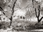 Guell Park, Barcelona Spain #YNG-574.  Infrared Photograph,  Stretched and Gallery Wrapped, Limited Edition Archival Print on Canvas:  56 x 40 inches, $1590.  Custom Proportions and Sizes are Available.  For more information or to order please visit our ABOUT page or call us at 561-691-1110.