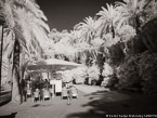 Guell Park, Barcelona Spain #YNG-576.  Infrared Photograph,  Stretched and Gallery Wrapped, Limited Edition Archival Print on Canvas:  56 x 40 inches, $1590.  Custom Proportions and Sizes are Available.  For more information or to order please visit our ABOUT page or call us at 561-691-1110.