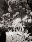 Guell Park, Barcelona Spain #YNG-579.  Infrared Photograph,  Stretched and Gallery Wrapped, Limited Edition Archival Print on Canvas:  40 x 56 inches, $1590.  Custom Proportions and Sizes are Available.  For more information or to order please visit our ABOUT page or call us at 561-691-1110.