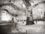 Central Park, New York #YNG-735.  Infrared Photograph,  Stretched and Gallery Wrapped, Limited Edition Archival Print on Canvas:  56 x 40 inches, $1590.  Custom Proportions and Sizes are Available.  For more information or to order please visit our ABOUT page or call us at 561-691-1110.