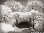 Central Park, New York #YNG-752.  Infrared Photograph,  Stretched and Gallery Wrapped, Limited Edition Archival Print on Canvas:  56 x 40 inches, $1590.  Custom Proportions and Sizes are Available.  For more information or to order please visit our ABOUT page or call us at 561-691-1110.